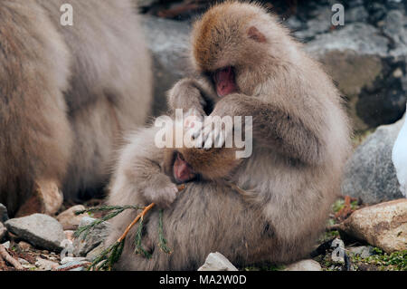Macaque japonais ou la neige avec bébé singe japonais (Macaca fuscata), Japon Banque D'Images
