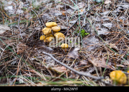 Les chanterelles champignons sur sunny forest lawn parmi feuillage sec et les petites branches d'arbre. Focus sélectif. Banque D'Images