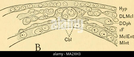 . L'embryologie de l'abeille Banque D'Images