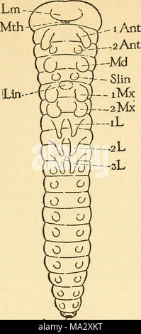 . L'embryologie de l'abeille Banque D'Images