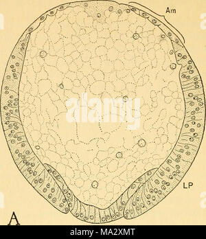 . L'embryologie de l'abeille Banque D'Images