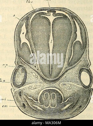 . Embryologie, ou, Traité complet du développement de l'homme et des animaux supérieurs Banque D'Images
