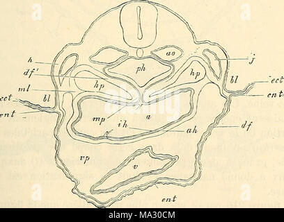 . Embryologie, ou, Traité complet du développement de l'homme et des animaux supérieurs Banque D'Images