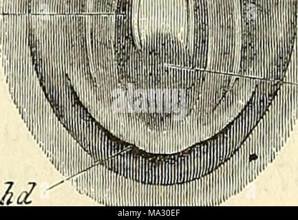 . Embryologie, ou, Traité complet du développement de l'homme et des animaux supérieurs Banque D'Images