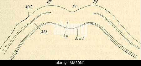 . Embryologie, ou, Traité complet du développement de l'homme et des animaux supérieurs Banque D'Images