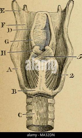 . Eléments d'anatomie et de physiologie génitale et obstétricale ; précédes de la description sommaire du corps humain a l'usage des sages-femmes Banque D'Images