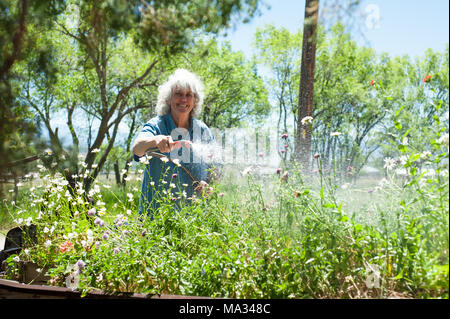 Un sourire heureux, senior woman outdoors d'arroser son jardin fleuri. Banque D'Images