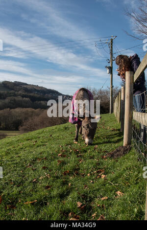 Un âne portant un manteau tout en paissant dans la campagne galloise Banque D'Images