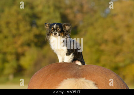 Chihuahua assis sur un cheval Haflinger Banque D'Images