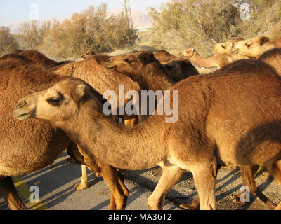 Troupeau de chameaux dans le désert de Judée Banque D'Images