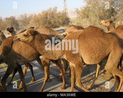 Troupeau de chameaux dans le désert de Judée en Israël Banque D'Images