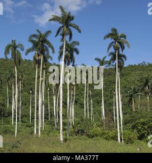 Une forêt avec des palmiers royaux près de Trinidad (Centre de Cuba). Le majestueux et élégants palmiers sont considérées comme arbre national de Cuba. (28) 20172017 Novembre | conditions dans le monde entier Banque D'Images