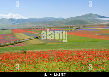 Vue panoramique sur les champs en fleurs dans les montagnes Sibilini à Castelluccio di Norcia, Ombrie, Italie. Banque D'Images