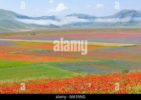 Vue sur les champs en fleurs dans les montagnes Sibilini à Castelluccio di Norcia, Ombrie, Italie. Banque D'Images