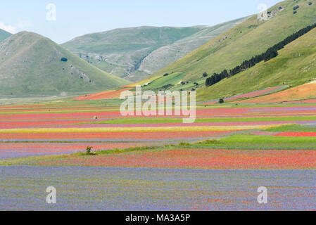 Les champs en fleurs dans les montagnes Sibilini à Castelluccio di Norcia, Ombrie, Italie. Banque D'Images