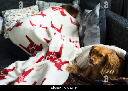 Brown spaniel dog se trouve détendu sur un oreiller à côté d'une femme endormie dans une couverture sur un salon canapé noir et ressemble à l'appareil photo Banque D'Images