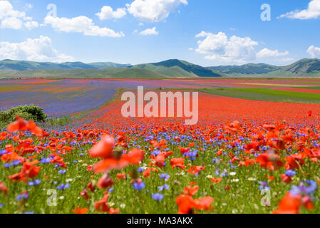 Vue sur les champs en fleurs, Piana Grande, Castelluccio di Norcia. Banque D'Images