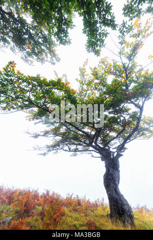 Arbre dans le brouillard. Montemezzo, Lac de Côme, Lombardie. L'Italie. Banque D'Images