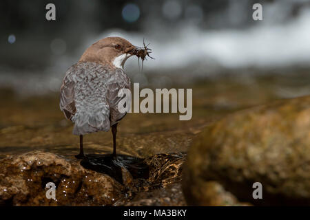 White-throated dipper dans la rivière avec cue, Trentin-Haut-Adige, Italie Banque D'Images