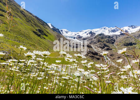 La Lombardie, Italie, fleurs à Forni valley, dans l'arrière-plan, et pic de San Matteo Forni glacier Banque D'Images