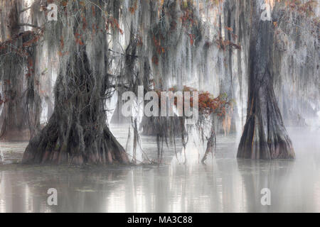 Cyprès chauve (Taxodium distichum) ; Lac Martin, Breaux Bridge, bassin Atchafalaya, Sud des États-Unis, États-Unis d'Amérique du Nord ; Banque D'Images