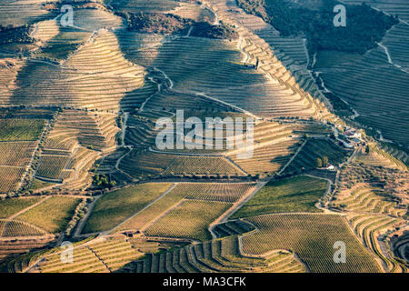 Vallée du Douro est une des plus importantes et des vignobles historiques en Europe Banque D'Images