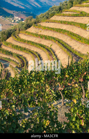 Vallée du Douro est une des plus importantes et des vignobles historiques en Europe Banque D'Images