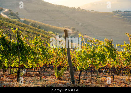 Vallée du Douro est une des plus importantes et des vignobles historiques en Europe Banque D'Images