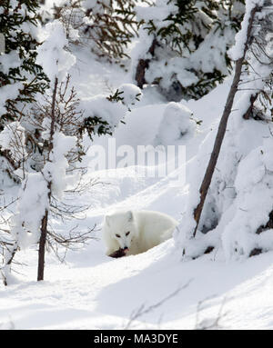 Renard arctique Banque D'Images