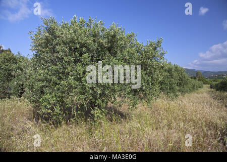 Italie, Sardaigne, Sardaigne du Sud, côte sud, Chia, Baia Chia, Torre di Chia, Costa del Sud, Banque D'Images