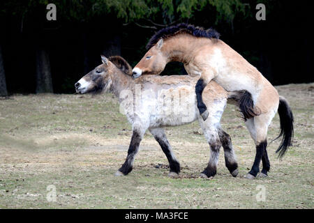 Asian chevaux de Przewalski Equus ferus przewalskii, accouplement Banque D'Images