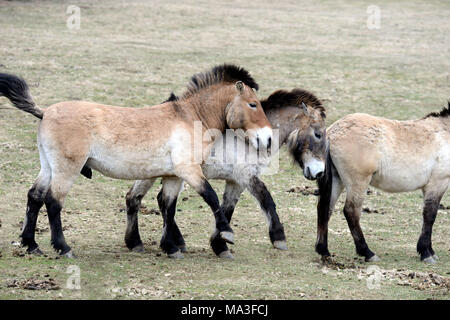 Asian Przewalski, Equus ferus przewalskii Banque D'Images