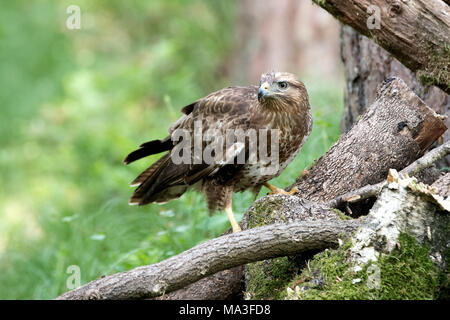 Sur la pile de bois, Buzzard Buteo buteo Banque D'Images