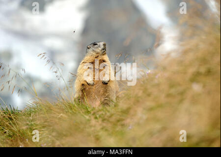 Marmotte alpine sur l'alpage, Marmota marmota Banque D'Images