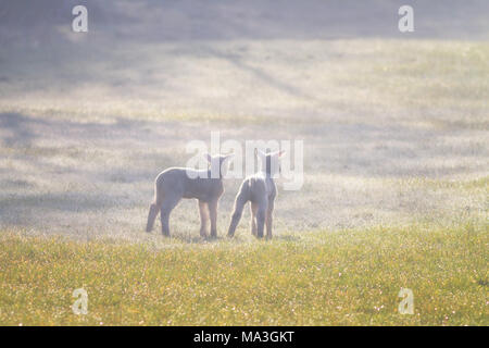 Burley-en-Wharfedale, West Yorkshire, Royaume-Uni. 29 mars 2018. UK : météo agneaux nouvellement arrivés de découvrir leur première gelée comme la prochaine vague de froid commence. Rebecca Cole/Alamy Live News Banque D'Images