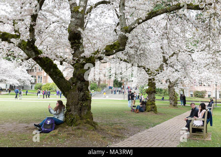 Seattle, Washington : les visiteurs se sont réunis à l'Université de Washington pendant la floraison de Quad les cerisiers. D'abord planté à l'arboretum du parc de Washington en 1939, les 39 arbres de cerise Yoshino ont été déplacé sur le Quadrangle d'arts libéraux en 1962 où ils attirent des milliers de visiteurs à chaque printemps. Crédit : Paul Christian Gordon/Alamy Live News Banque D'Images