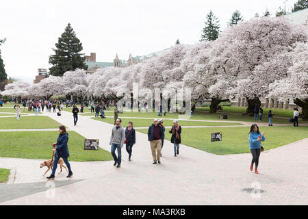 Seattle, Washington : les visiteurs se sont réunis à l'Université de Washington pendant la floraison de Quad les cerisiers. D'abord planté à l'arboretum du parc de Washington en 1939, les 39 arbres de cerise Yoshino ont été déplacé sur le Quadrangle d'arts libéraux en 1962 où ils attirent des milliers de visiteurs à chaque printemps. Crédit : Paul Christian Gordon/Alamy Live News Banque D'Images