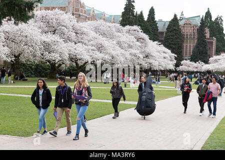 Seattle, Washington : les visiteurs se sont réunis à l'Université de Washington pendant la floraison de Quad les cerisiers. D'abord planté à l'arboretum du parc de Washington en 1939, les 39 arbres de cerise Yoshino ont été déplacé sur le Quadrangle d'arts libéraux en 1962 où ils attirent des milliers de visiteurs à chaque printemps. Crédit : Paul Christian Gordon/Alamy Live News Banque D'Images