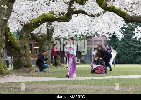 Seattle, Washington : les visiteurs se sont réunis à l'Université de Washington pendant la floraison de Quad les cerisiers. D'abord planté à l'arboretum du parc de Washington en 1939, les 39 arbres de cerise Yoshino ont été déplacé sur le Quadrangle d'arts libéraux en 1962 où ils attirent des milliers de visiteurs à chaque printemps. Crédit : Paul Christian Gordon/Alamy Live News Banque D'Images