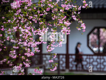 Nanjin, Nanjin, Chine. 30Th Mar, 2018. Nanjing, Chine-28th March 2018 : floraison-crabe chinois pommes à Nanjing Gongyuan Street Park à Nanjing, Jiangsu Province de Chine orientale. Crédit : SIPA Asie/ZUMA/Alamy Fil Live News Banque D'Images