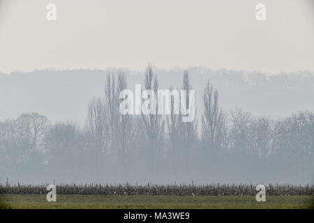 Sachsendorf, Allemagne. Mar 25, 2018. 25 mars 2018, l'Allemagne, l'Sachsendorf : brumes matinales se déplacent à travers la campagne. Crédit : Patrick Pleul/dpa-Zentralbild/ZB/dpa/Alamy Live News Banque D'Images