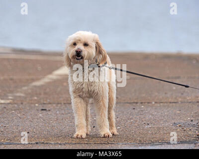 Sheerness, Kent, UK. 30 mars, 2018. Météo France : un matin brumeux et gris à Sheerness. Credit : James Bell/Alamy Live News Banque D'Images