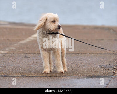 Sheerness, Kent, UK. 30 mars, 2018. Météo France : un matin brumeux et gris à Sheerness. Credit : James Bell/Alamy Live News Banque D'Images