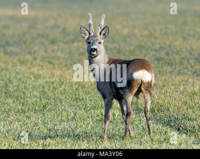 25 mars 2018, l'Allemagne, l'Sachsendorf : une gazelle se dresse sur un terrain. Photo : Patrick Pleul/dpa-Zentralbild/ZB Banque D'Images