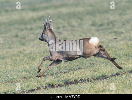 25 mars 2018, l'Allemagne, l'Sachsendorf : une gazelle se dresse sur un terrain. Photo : Patrick Pleul/dpa-Zentralbild/ZB Banque D'Images