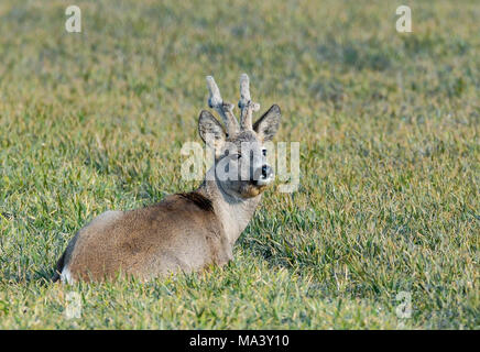 25 mars 2018, l'Allemagne, l'Sachsendorf : une gazelle se dresse sur un terrain. Photo : Patrick Pleul/dpa-Zentralbild/ZB Banque D'Images