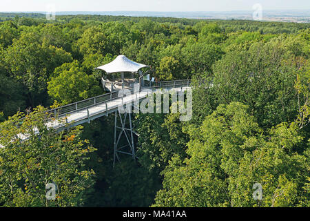 Le treetop walkway dans le parc national du Hainich, Thuringe, Allemagne Banque D'Images