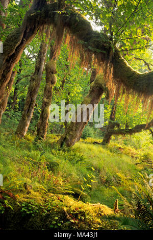 WA13960-00...WASHINGTON - Moss hanging off une succursale d'un grand érable feuilles vu du sentier de la rivière Queets dans le parc national Olympic. Banque D'Images