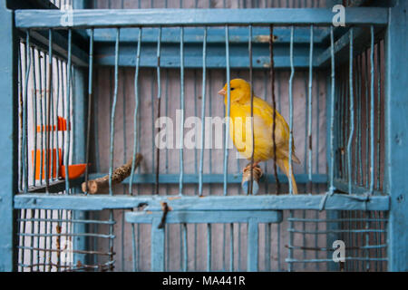 Une cage à canari jaune visible à l'intérieur de 'Kronenbergów' restaurant cuisine polonaise dans la vieille ville de Cracovie. Le mardi, 27 janvier 2018, à Cracovie, Pologne. Banque D'Images