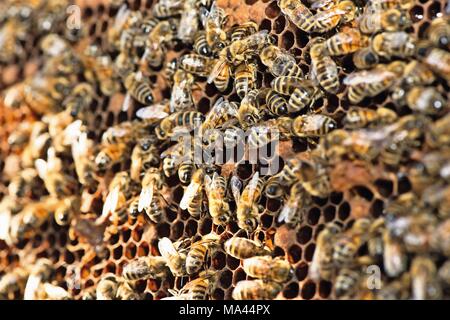 Sur les abeilles à miel Banque D'Images